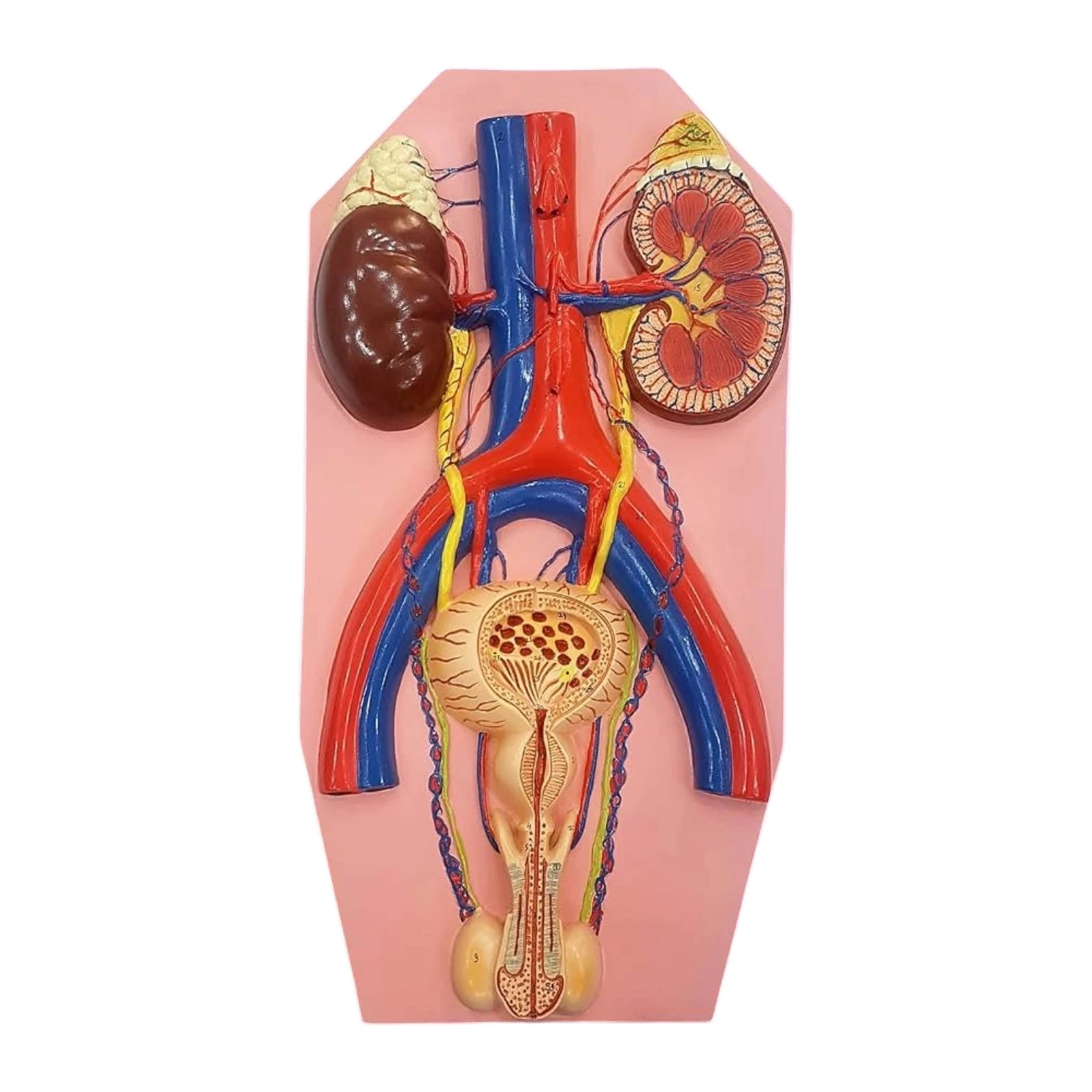 Human Excretory System