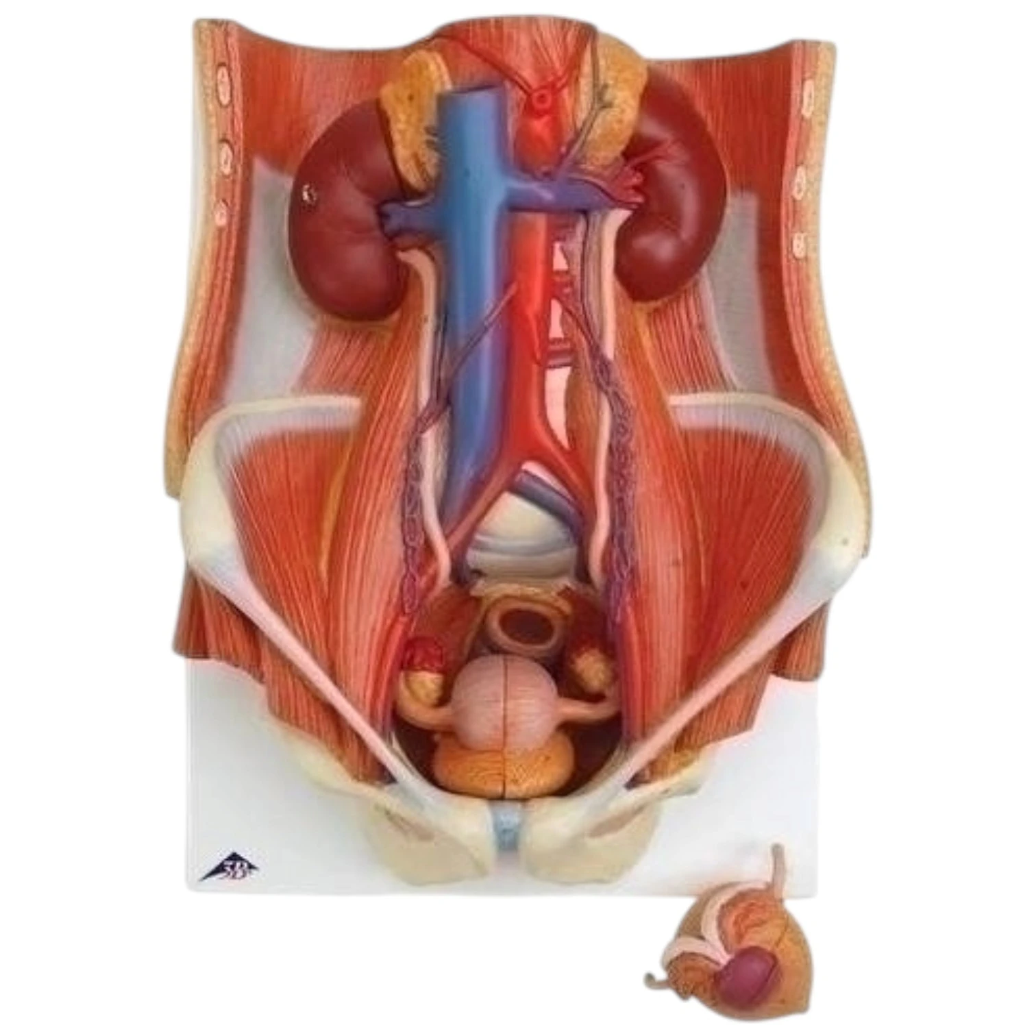 Urinary System Block Model Dual Sex, 6 Parts