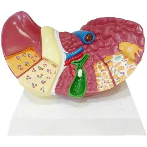 Liver Model PVC