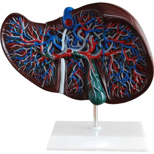 Liver Section & Gallbladder