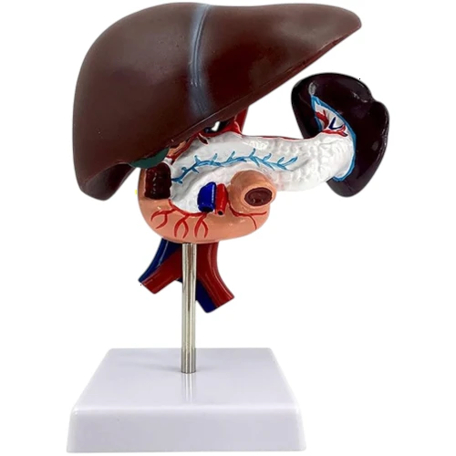 Liver, Pancreas, Duodenum & Spleen Model