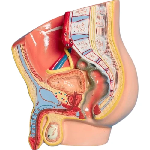 Human Reproductive System Male