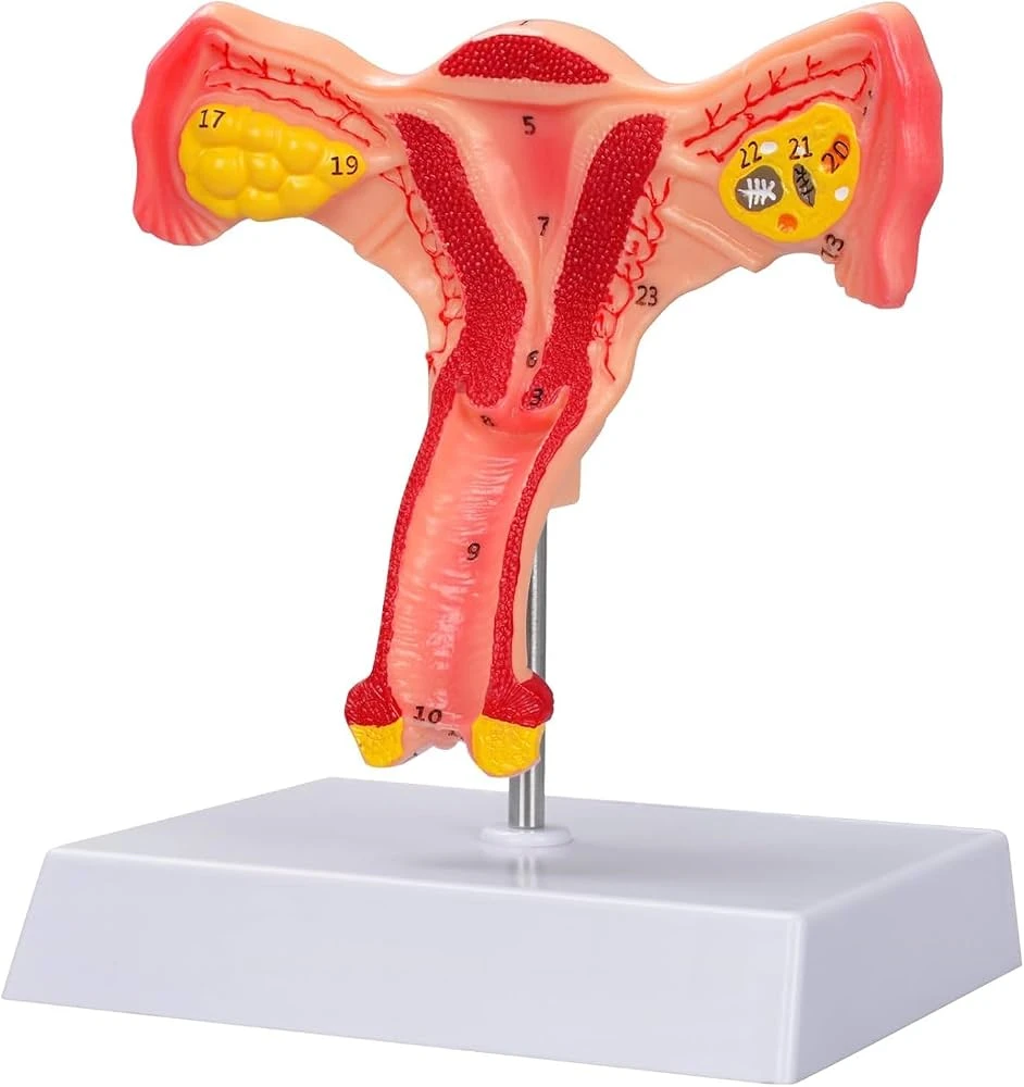Human Reproductive System Female